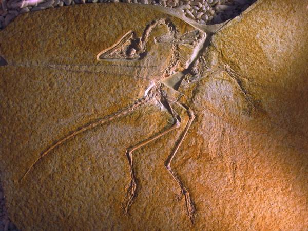 Archaeopteryx